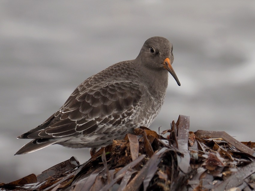 Piovanello violetto ( Calidris maritima ) prima segnalazione nel Lazio